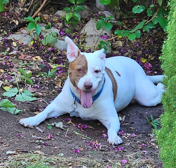 Photo of Patches