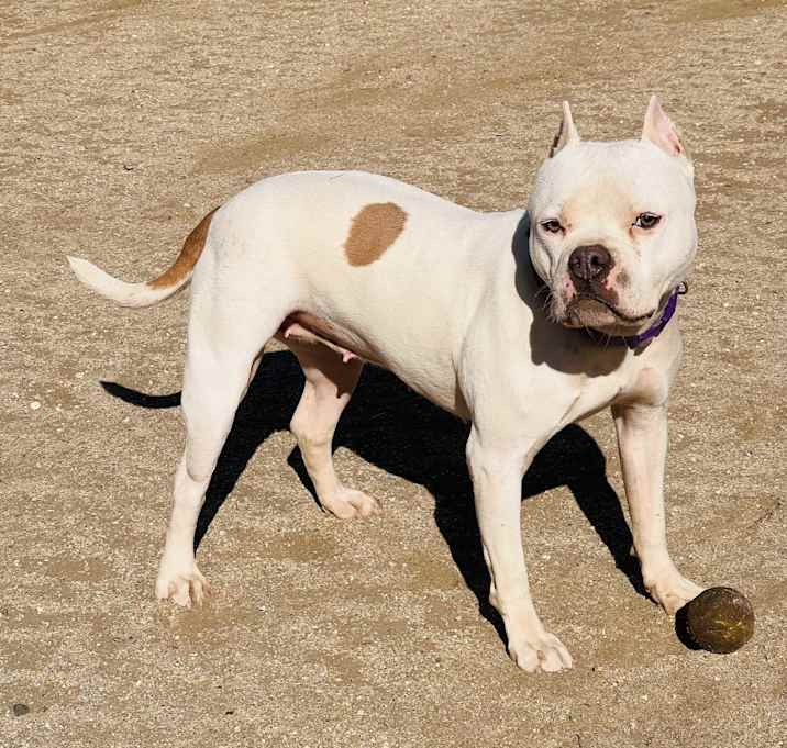 Photo of Moon Pie