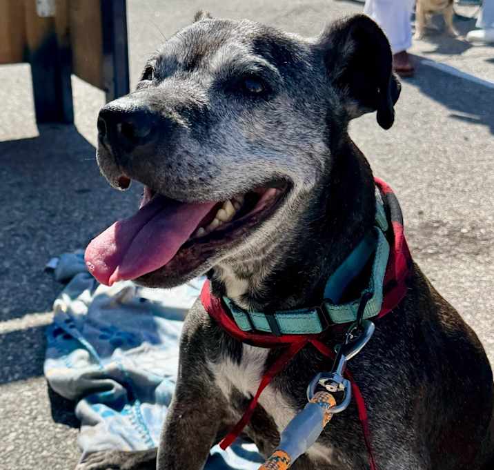 Photo of Boozer-Great Senior Boy!