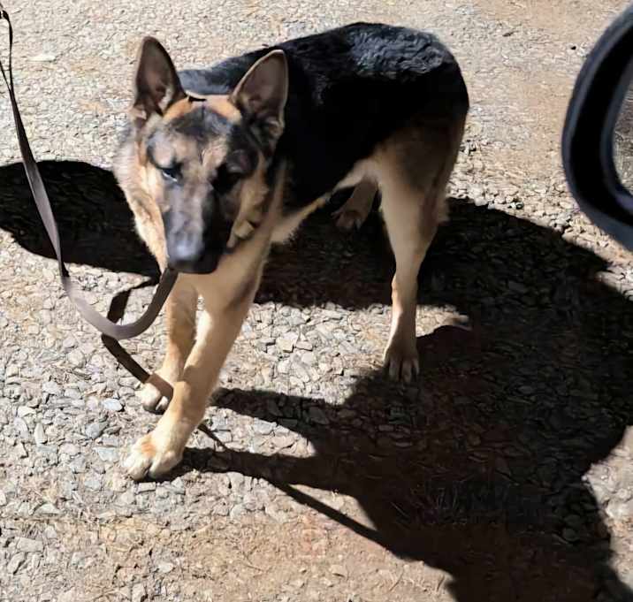 Photo of Rex