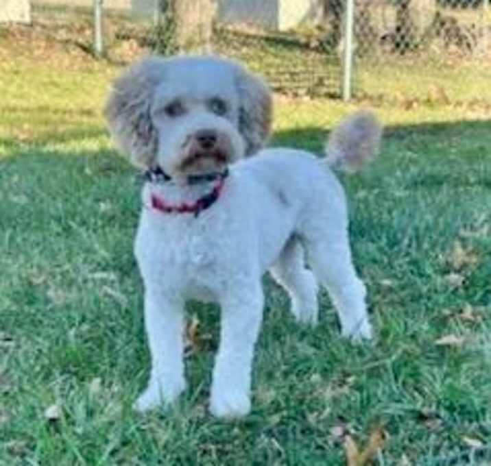 Photo of Rolo