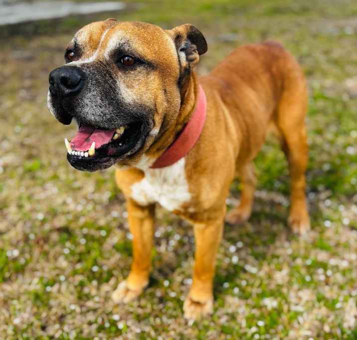 Photo of Buck