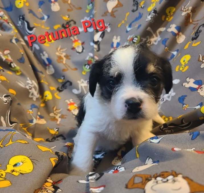 Photo of Looney Tunes Litter - Petunia