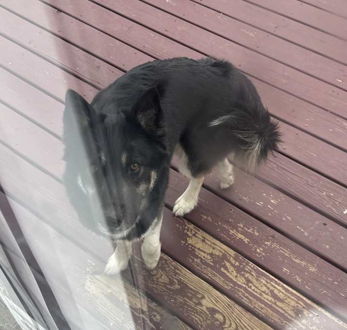 Photo of Smokey