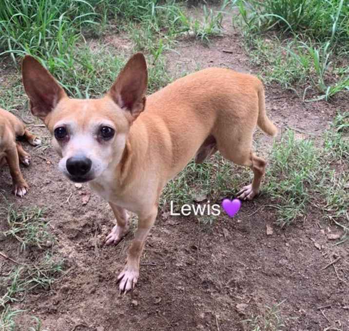 Photo of Lewis [bonded to Steve]