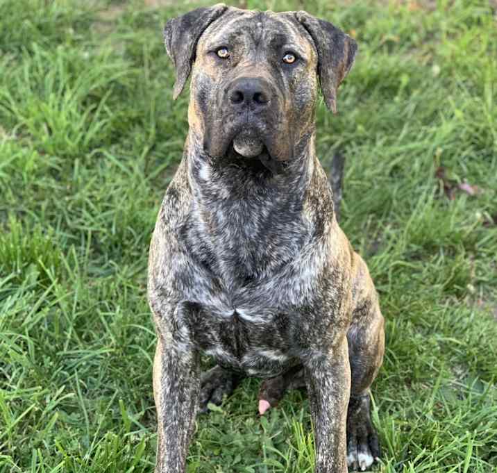 Photo of Boogie