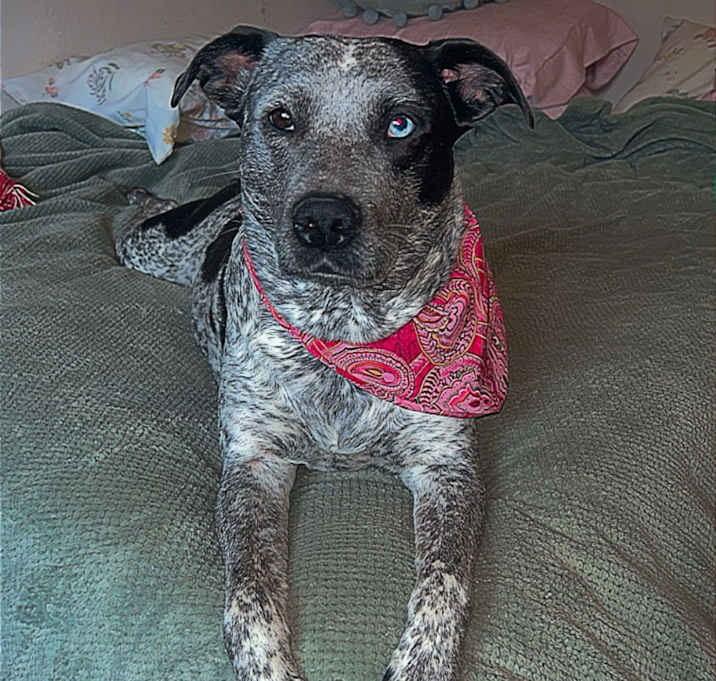 Photo of Pepper