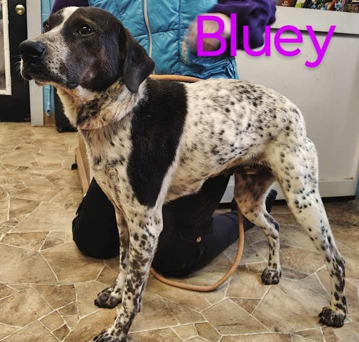 Photo of Bluey