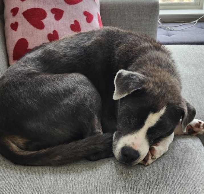 Photo of BENJI