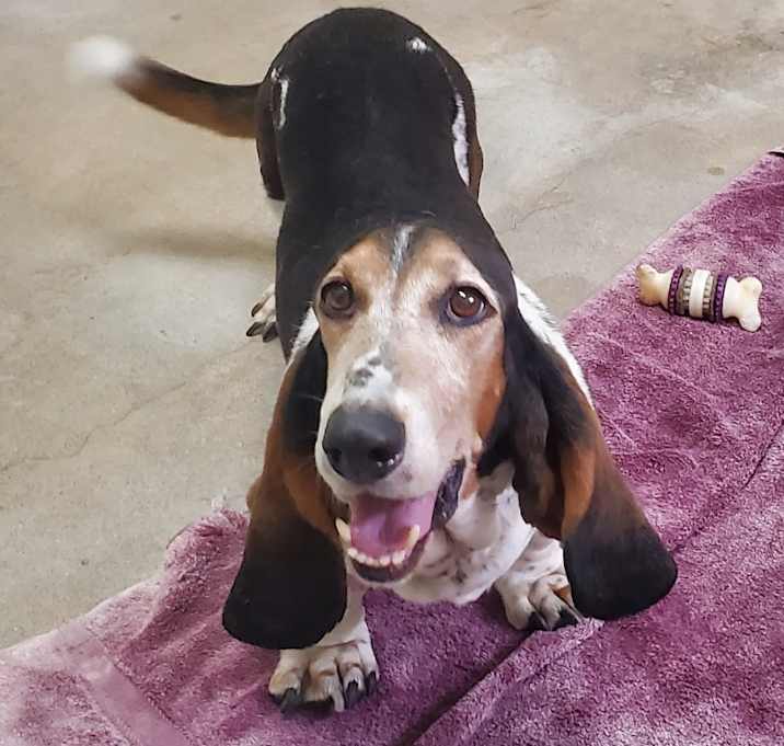 Photo of Rambo