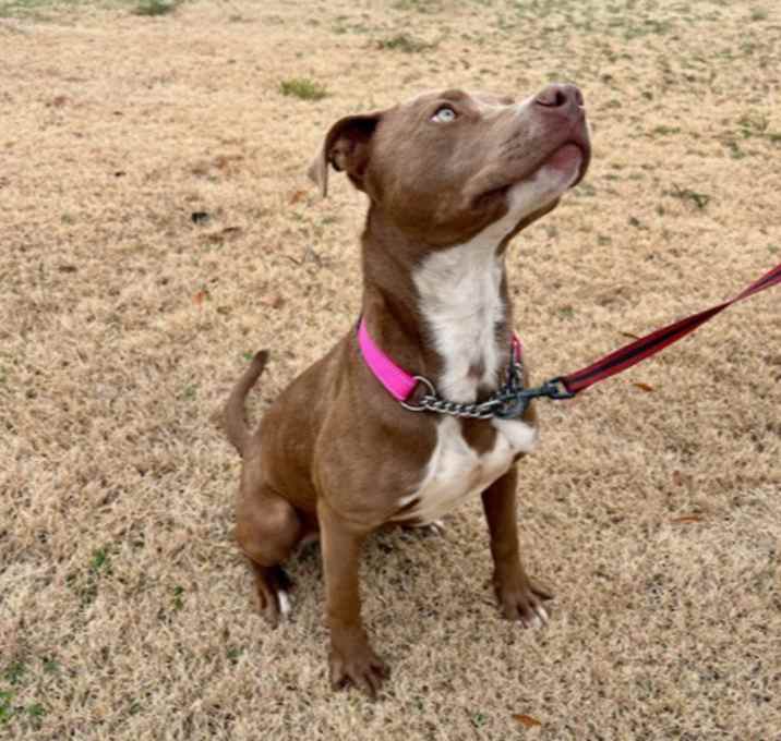 Photo of Josie