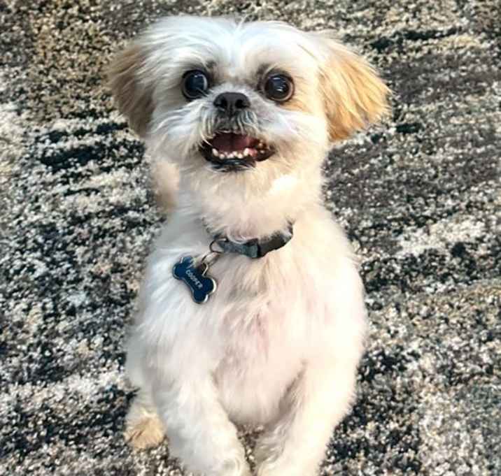 Photo of Cooper