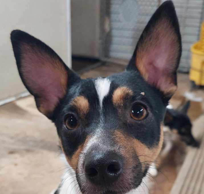 Photo of Rocky