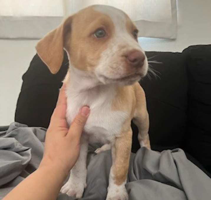 Photo of Caramel