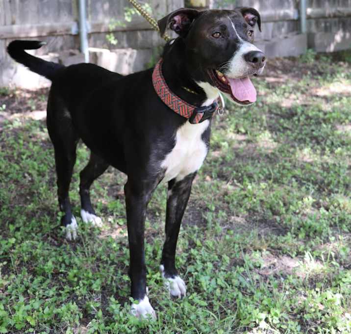 Photo of Loki