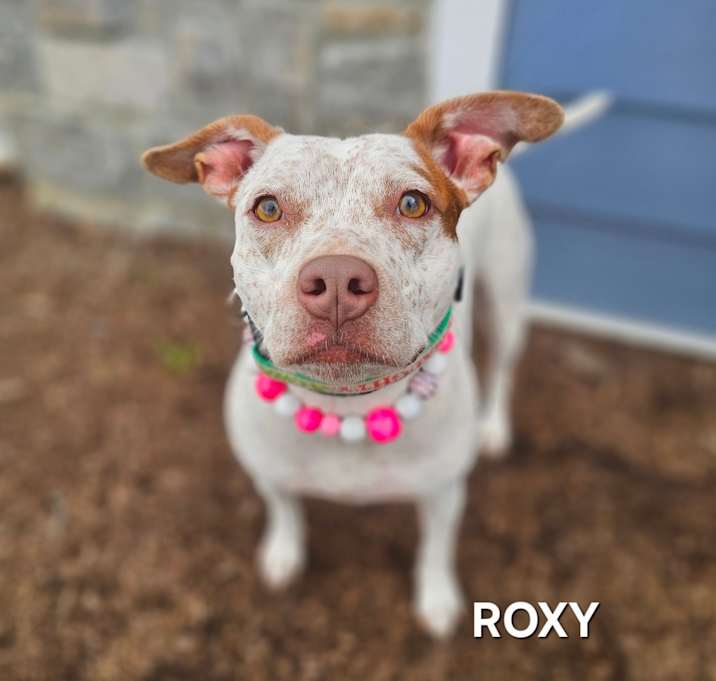 Photo of Roxy