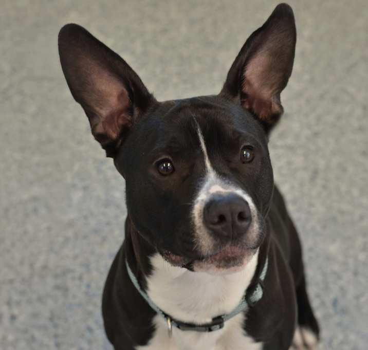 Photo of Deke