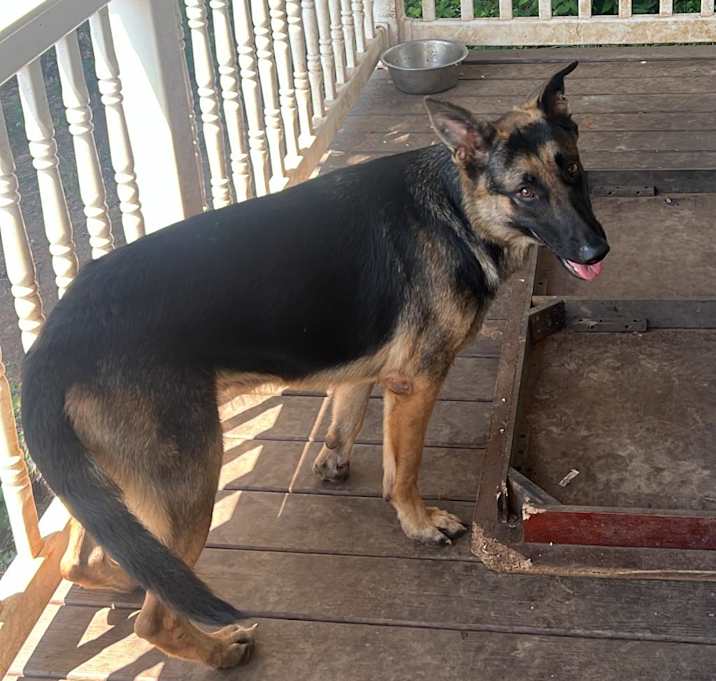 Photo of Luna
