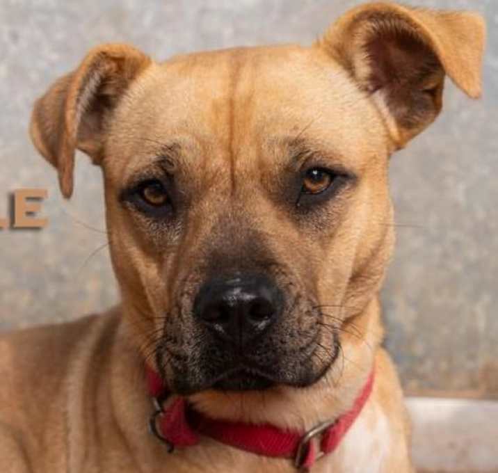 Photo of Belle