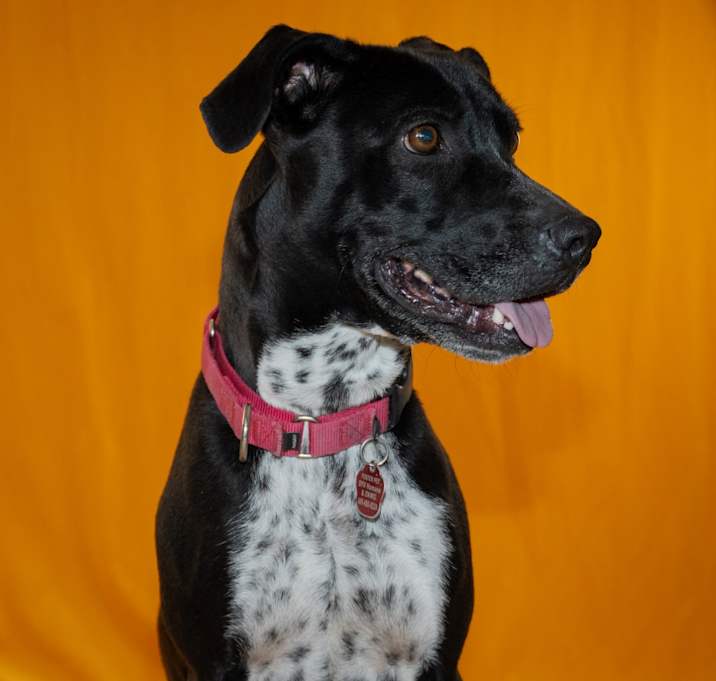Photo of Lilac