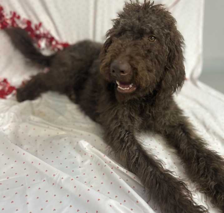 Photo of Marshall - MISSING