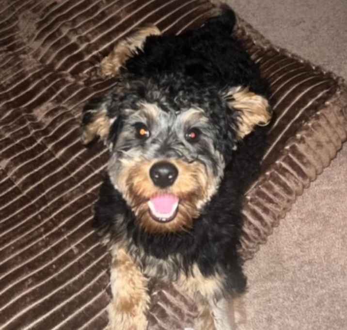 Photo of Miylo -MISSING