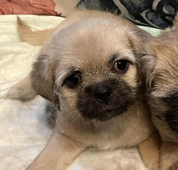 Photo of Jackie - LOST (NOT AVAILABLE FOR ADOPTION)