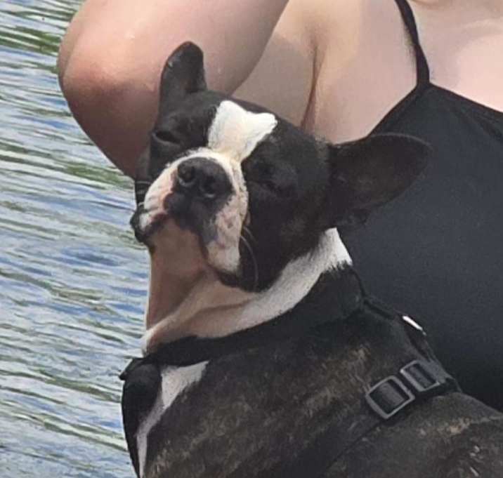 Photo of Rascal -MISSING