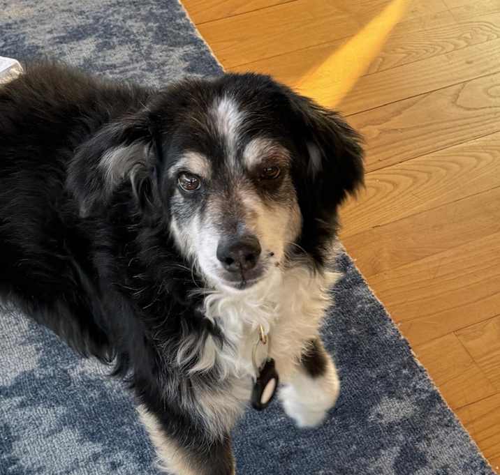 Photo of Shadow