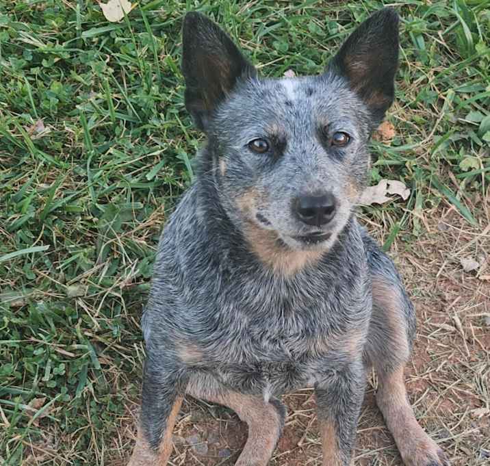 Photo of Sage