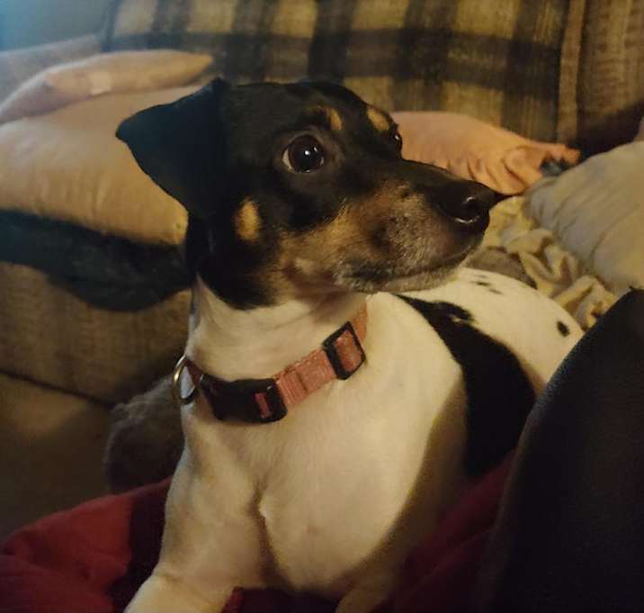 Photo of Moose