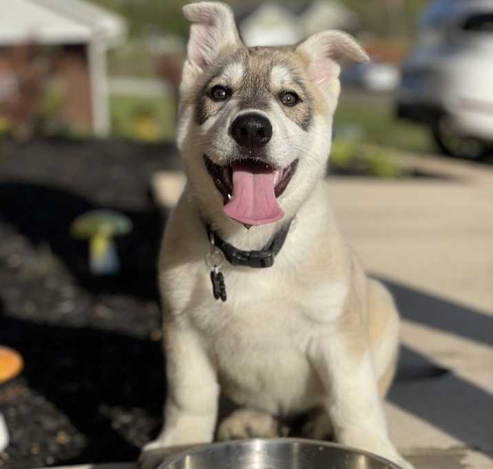 Photo of Hati - MISSING