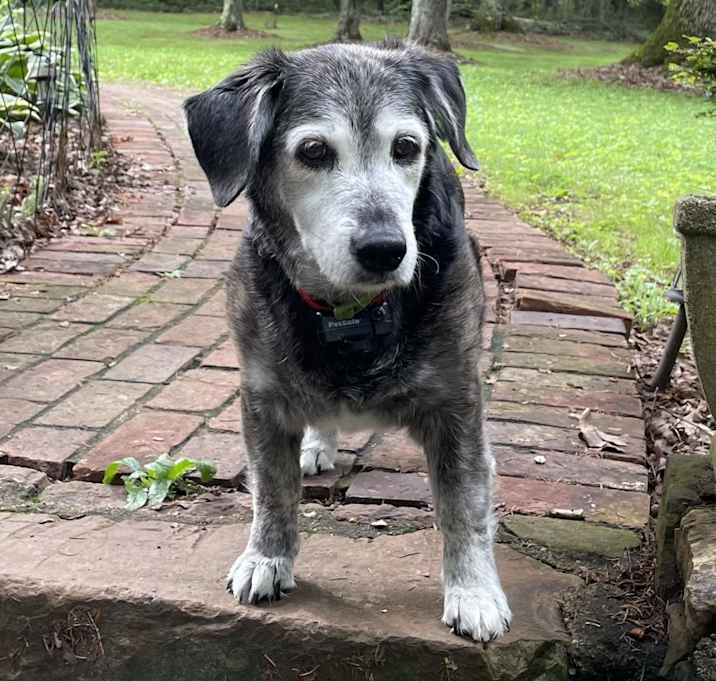 Photo of Maple - MISSING