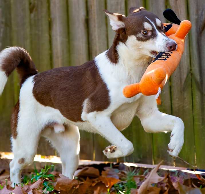 Photo of Chewy