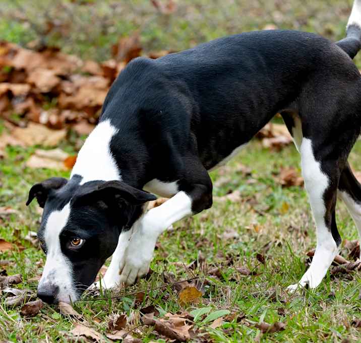 Photo of Xena