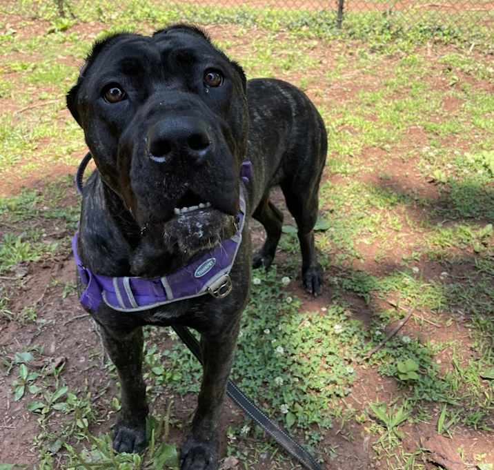 Photo of Ms Rocky - MISSING