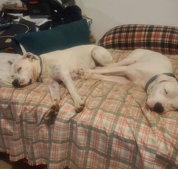 Photo of Luna - MISSING