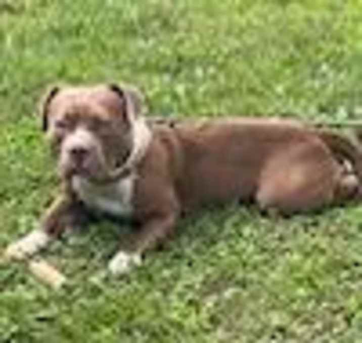 Photo of Lucky - MISSING