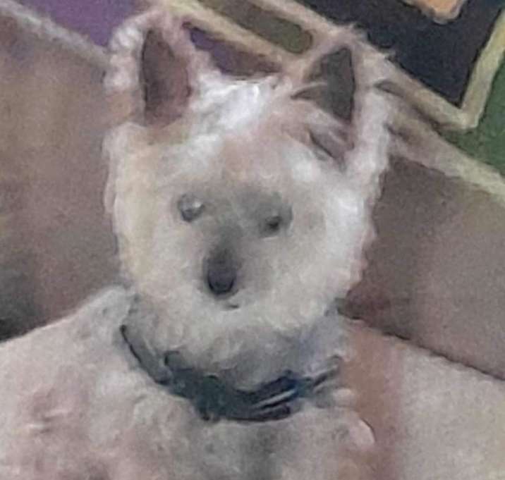 Photo of Gizzy - MISSING