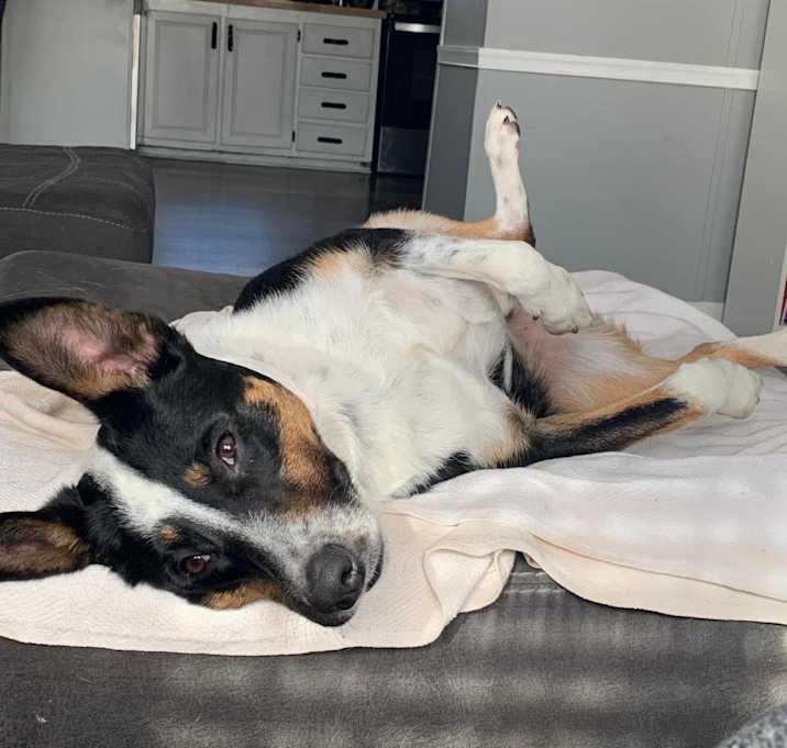 Photo of Oakley - MISSING