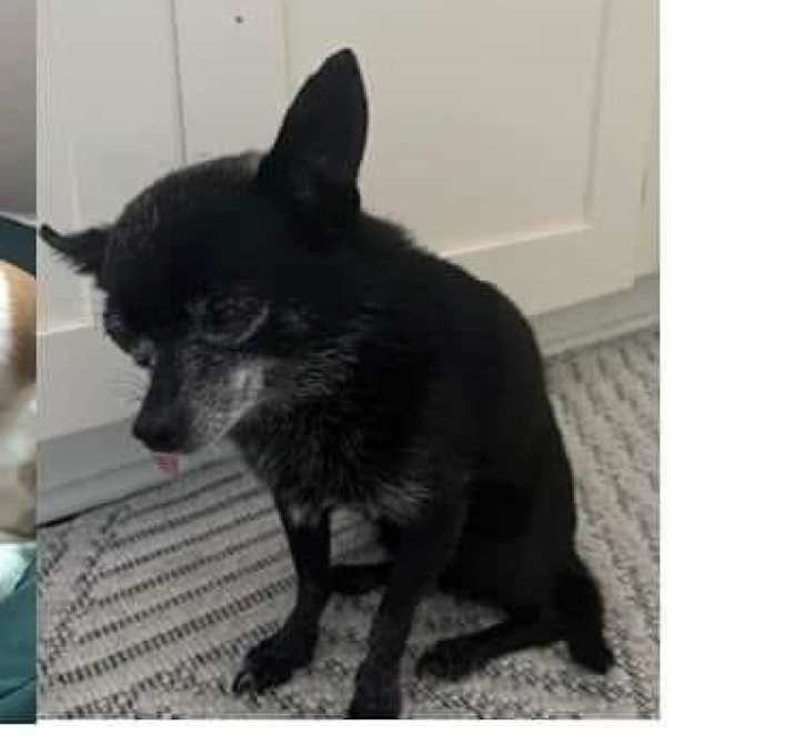Photo of Roscoe - MISSING