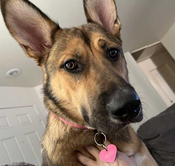Photo of Piper