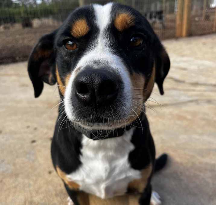 Photo of Spot