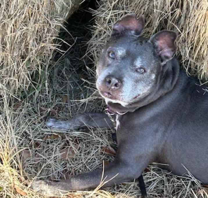 Photo of Scout