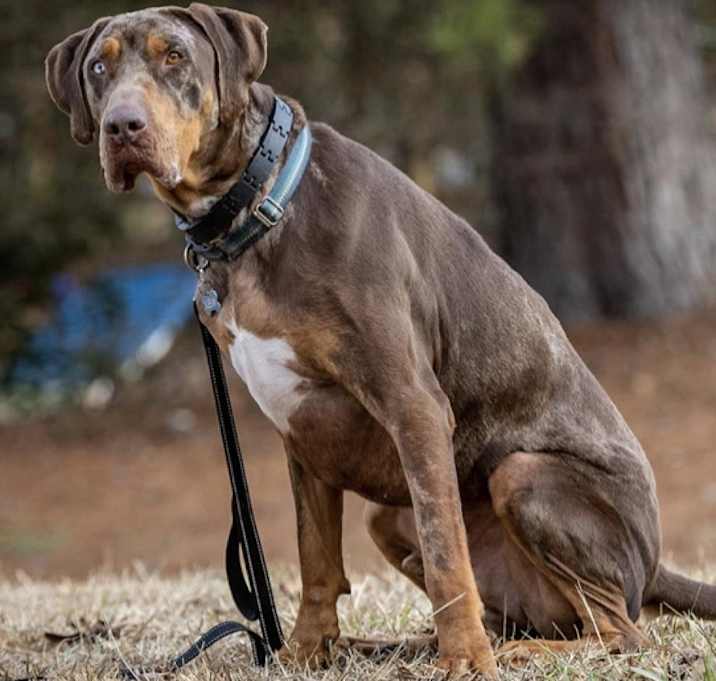 Photo of Levi