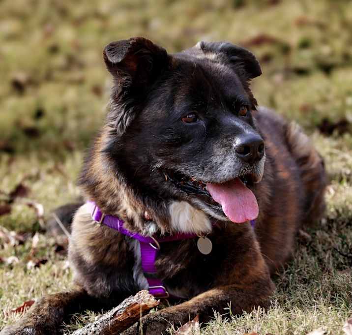 Photo of Samson