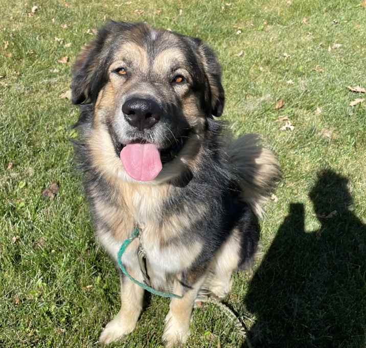 Photo of Pumba