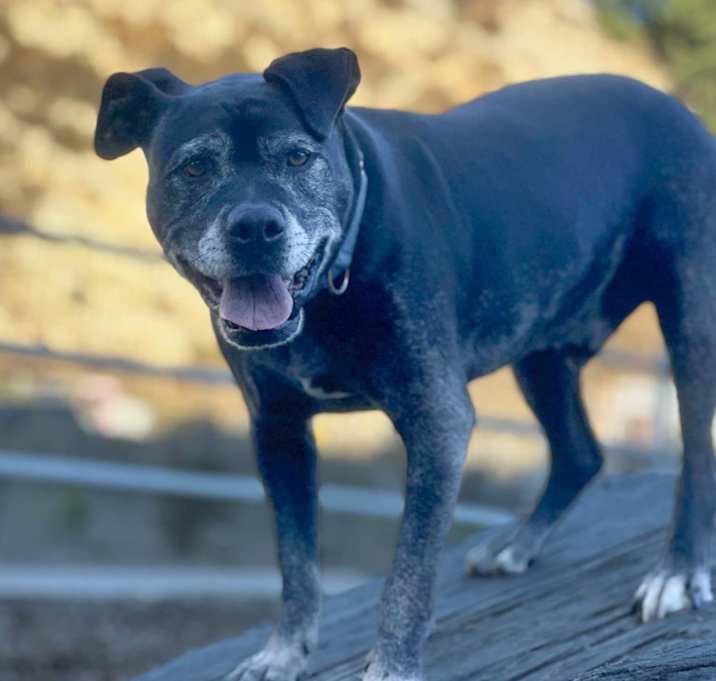 Photo of Ollie