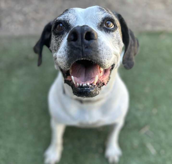 Photo of Daisy