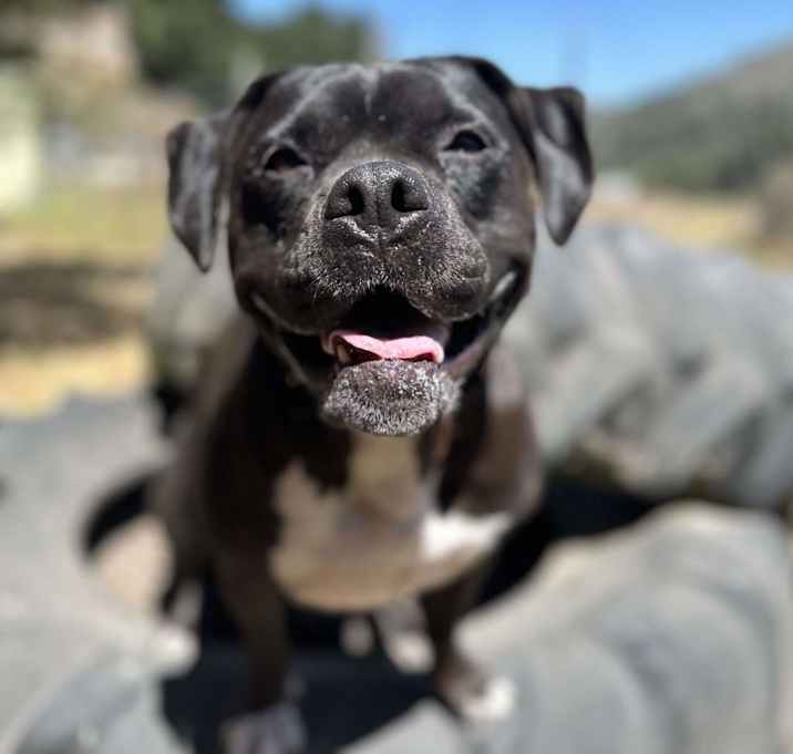 Photo of Scout